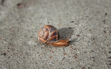 the snail on the road