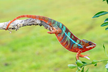 Adult male Ambilobe Panther Chameleon (Furcifer pardalis)