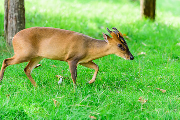 The barking deer in forest
