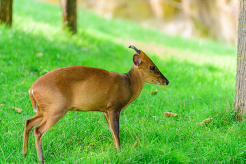 The barking deer in forest