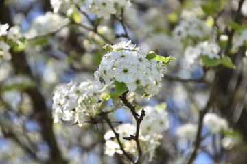 beautiful white pink cherry blossom pear tree in nature with sunburst shining through