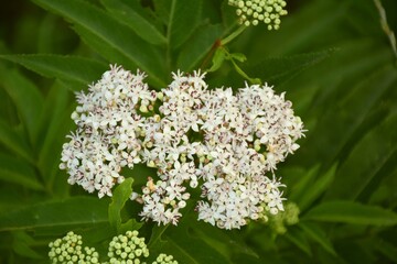 White inflorescence of Sambucus ebulus plant, located on the side of a road.