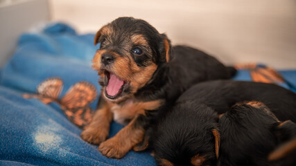 Funny life scene of a Yorkshire terrier puppy, black and tan, a few weeks old, trying to bark
