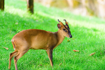 The barking deer in forest