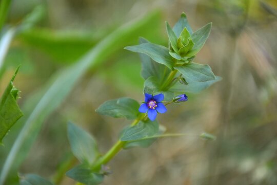 Lysimachia foemina flower, blue with red throat and yellow pistils. Photographed in the mountains near a road.