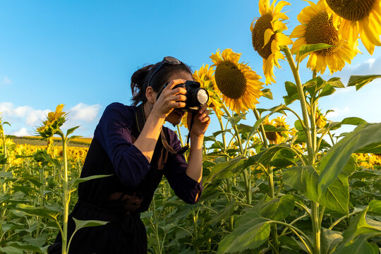 Girl in a field of sunflowers. Photographer girl taking photos among the sunflowers. Sunny weather