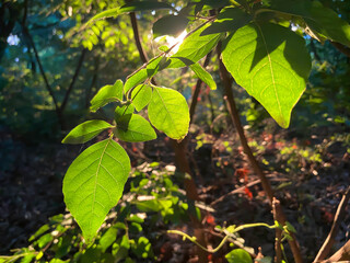 Green tree leaves in sunlight