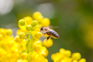 Honey bee approaching the flowers