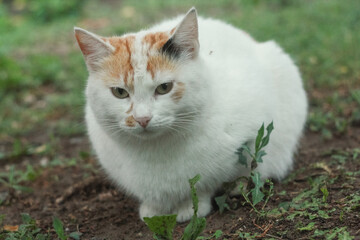 Naklejka na ściany i meble Portrait of tricolor indifferent cat do not care on the green grass in the yard.