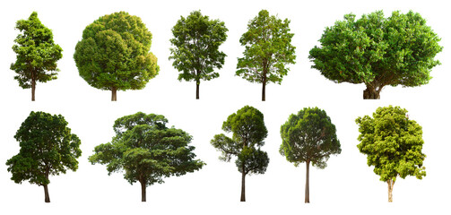 isolated tree green set is located on a white background. Collection of isolated tree green on white background Tropical tree
