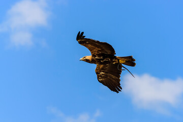 The golden eagle in flight