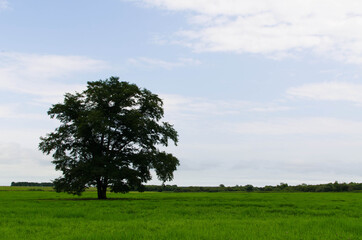 ハルニレの木
