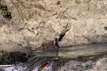 Oriental Small-Clawed Otter (Aonyx cinerea) in Borneo, Malaysia - コツメカワウソ