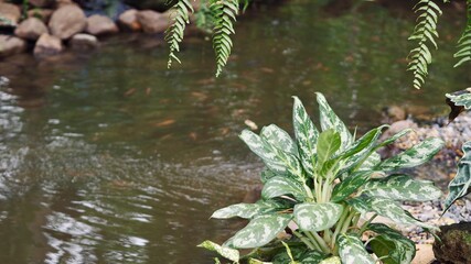 Dieffenbachia plant growth near riverside 