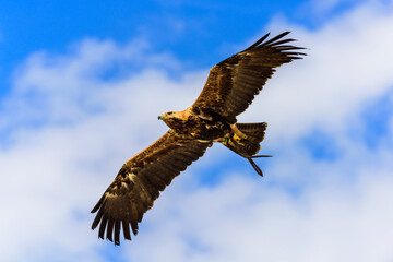 Obraz premium The golden eagle in flight