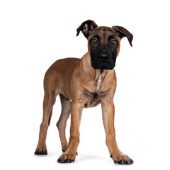 Obraz premium Handsome Boerboel / Malinois crossbreed dog, standing side ways. Head up, looking ahead with mesmerizing light eyes. Isolated on white background.