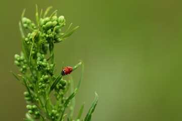 Siebenpunkt-Marienkäfer
Coccinellidae septempunctata