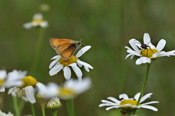 Dickkopffalter auf Kamillenblüte
Hesperiidae
