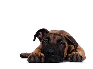 Handsome Boerboel / Malinois crossbreed dog, laying down facing front. Head down, looking ahead with mesmerizing light eyes. Isolated on white background.