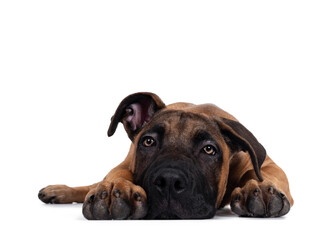 Handsome Boerboel / Malinois crossbreed dog, laying down facing front. Head down, looking ahead with mesmerizing light eyes. Isolated on white background.