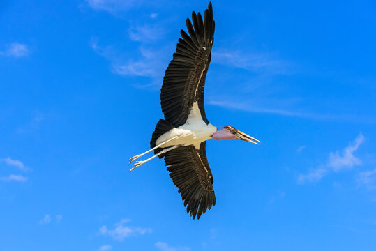 The marabou stork in flight