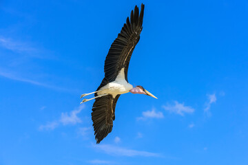 The marabou stork in flight