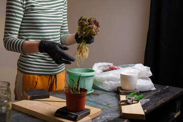 Woman holding flower seedling over a pot ready to replant. Home potted flowers, gardening, spring replanting concept.