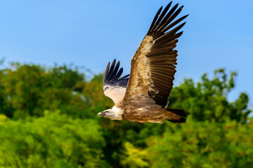 The griffon vulture (Gyps fulvus) is a large Old World vulture in the bird of prey family Accipitridae. It is also known as the Eurasian griffon.