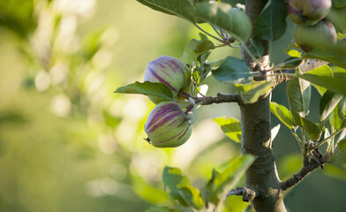apples on a tree in an orchard in summer