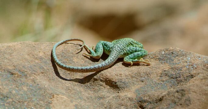 Close Up of Collared Lizard tail on edge of rock