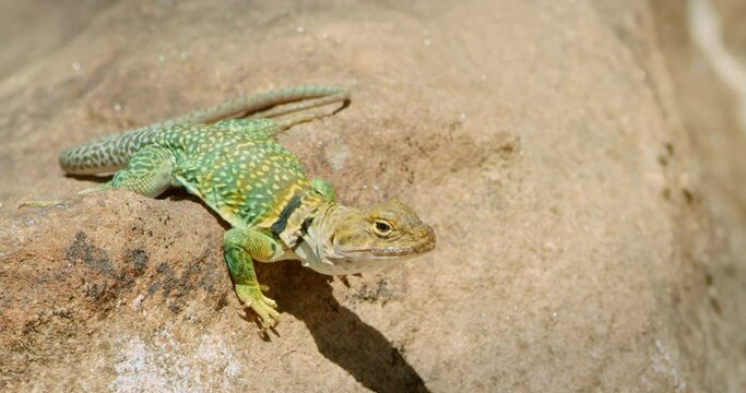 High Angle Collared Lizard on top of hot rock