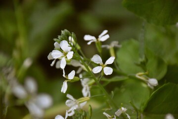 Wild radish (Raphanus raphanistrum) in full white inflorescence, located in an old orchard.