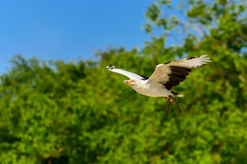The palm-nut vulture in flight (Gypohierax angolensis).The only Southern African subregions to have the breeding resident pairs of Palm-nut vulture is South Africa and Mozambique.