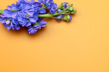 Matthiola incana isolated on orange background. Lilac Flowers isolated. Copy space. Postcard. Place for text. Gardening