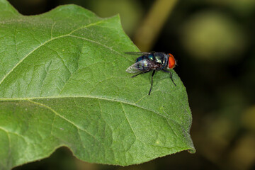 Close up The greenfly insect on leaf at thailand