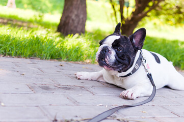 In summer, on a bright sunny day, the French Bulldog lies on the ground.
