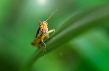 yellow grasshopper climbing a blade of grass, macro photo. colorful insect with long antennas and powerful legs for jump, nature photo in the tropical forest of Koh Phayam, Thailand. 