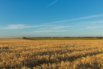 Golden Barley / Wheat Field