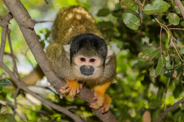 The Squirrel monkey sitting on a branch of a tropical tree