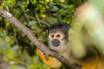 The Squirrel monkey sitting on a branch of a tropical tree