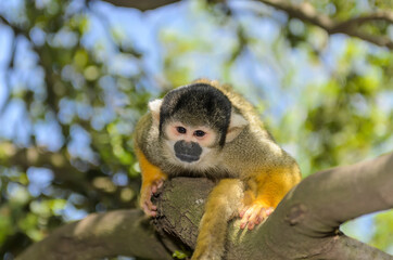 Naklejka na ściany i meble The Squirrel monkey sitting on a branch of a tropical tree
