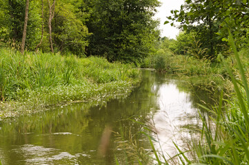 Bystrzyca river on a summer cloudy day 2. Lublin