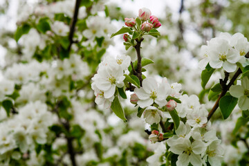 Blooming Tree Flowers and blue sky in Spring Time. Flowering apple tree.