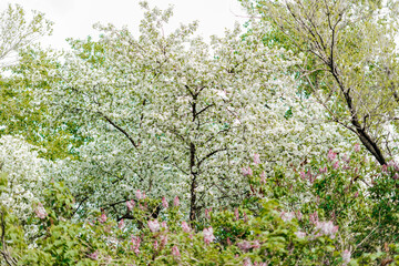 Fototapeta na wymiar Blooming Tree Flowers and blue sky in Spring Time. Flowering apple tree.