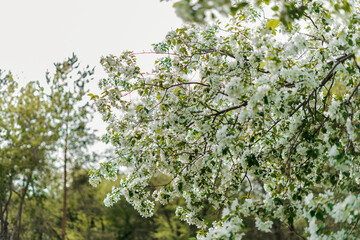 Blooming Tree Flowers and blue sky in Spring Time. Flowering apple tree.