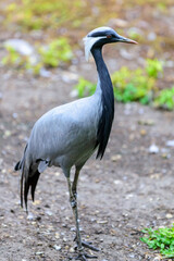 The demoiselle crane walking in the field