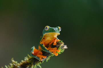 Golden-eyed leaf frog, Cruziohyla calcarifer, green yellow frog sitting on the leaves in the nature habitat in Corcovado, Costa Rica. Amphibian from tropic forest. Wildlife in Central America.