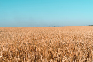 Ripe wheat ears of yellow color on the field and blue sky. Summer hot heat.