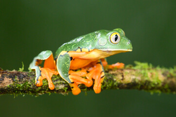 Golden-eyed leaf frog, Cruziohyla calcarifer, green yellow frog sitting on the leaves in the nature habitat in Corcovado, Costa Rica. Amphibian from tropic forest. Wildlife in Central America.
