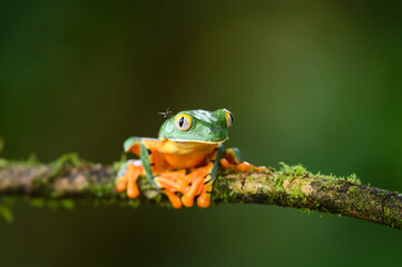 Golden-eyed leaf frog, Cruziohyla calcarifer, green yellow frog sitting on the leaves in the nature habitat in Corcovado, Costa Rica. Amphibian from tropic forest. Wildlife in Central America.